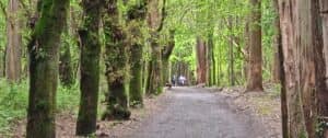 The trail between Melide and Arzúa.