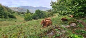 The Ancares Mountains and cows on the Camino de Santiago