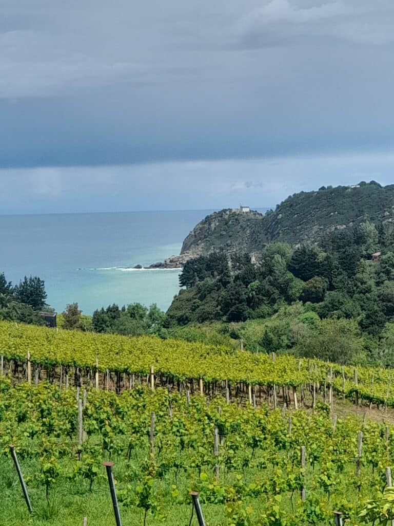 Txacoli vineyards surrounding Getaria