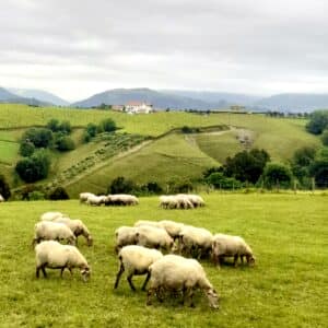 Sheep on the Camino Norte,