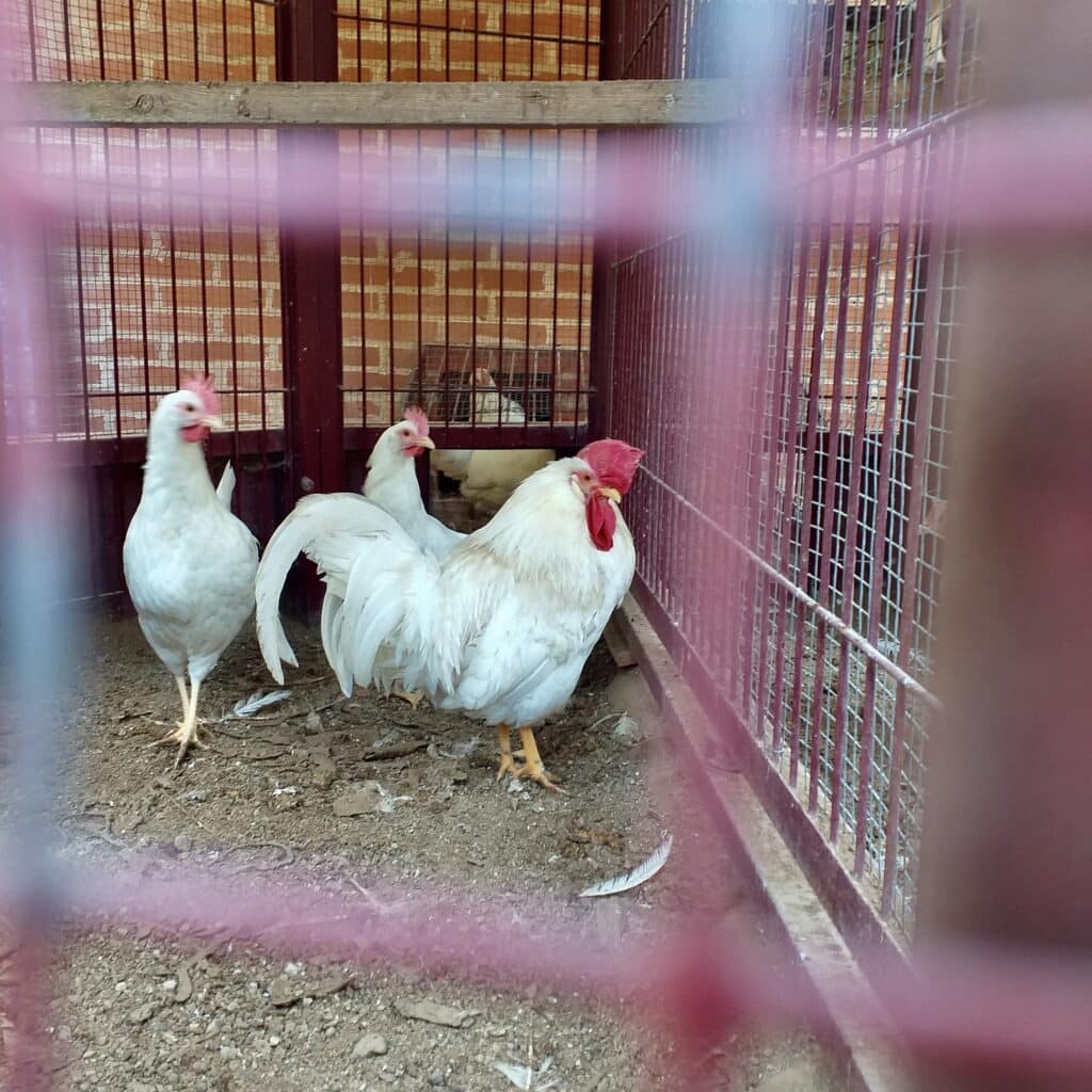 The chickens at the Fraternity's quarters