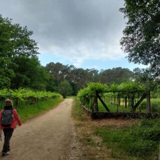 Camino de Santiago Portugues Fresco Tours