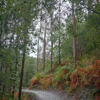 Camino Portugues 