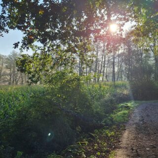 Camino Frances route