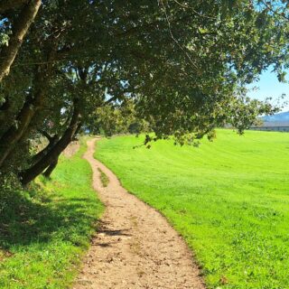 Camino Frances route