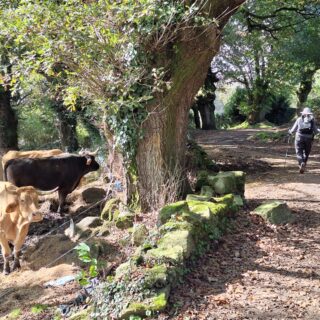 Camino Frances route