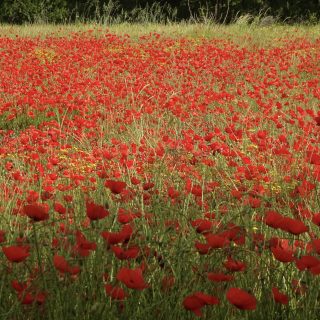 Chapter 3 poppies